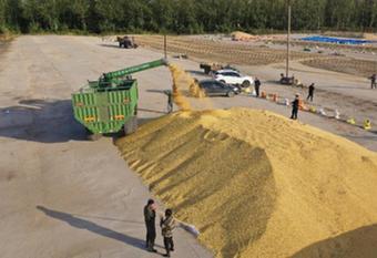 國產(chǎn)大豆變&ldquo;金豆&rdquo;　謹(jǐn)防后市&ldquo;轉(zhuǎn)冷&rdquo;