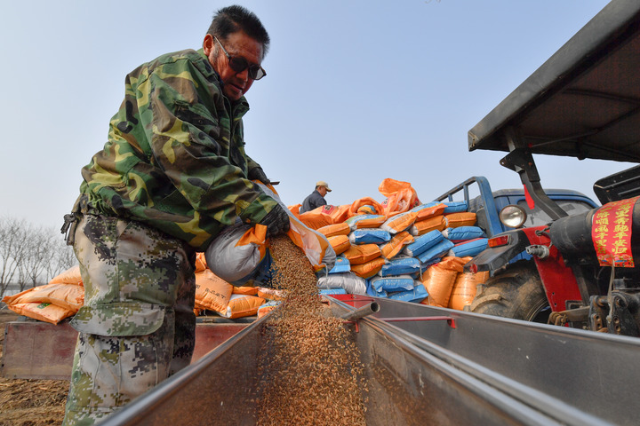 &ldquo;三無&rdquo;麥種亂象調(diào)查后續(xù)：安徽排查&ldquo;三無&rdquo;麥種8.6萬余公斤　已立案32起