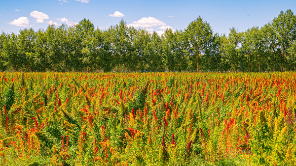 &ldquo;五色致富穗&rdquo;萌芽&ldquo;聚寶盆&rdquo;&mdash;&mdash;青海海西州藜麥產(chǎn)業(yè)觀察