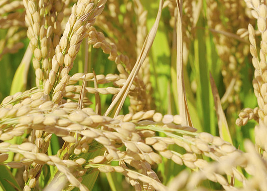 虛銷&ldquo;空氣糧&rdquo;　私賣&ldquo;升溢糧&rdquo;　假購(gòu)&ldquo;增數(shù)糧&rdquo;