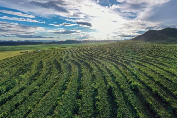 從&ldquo;沙進人退&rdquo;到&ldquo;沙里掘金&rdquo;&mdash;&mdash;我國沙漠治理帶動產業(yè)發(fā)展觀察