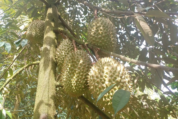 國產(chǎn)榴蓮嶄露頭角　&ldquo;榴蓮自由&rdquo;更近了嗎？